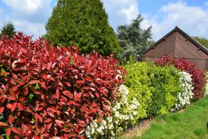 Après l’achat d’une maison à Tournefeuille, comment organiser les plantations dans le jardin ?